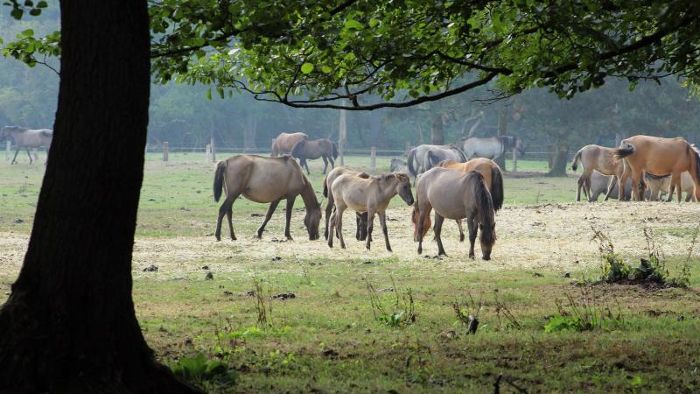Pferderipper schlägt erneut zu: Stute stirbt an Stichwunde