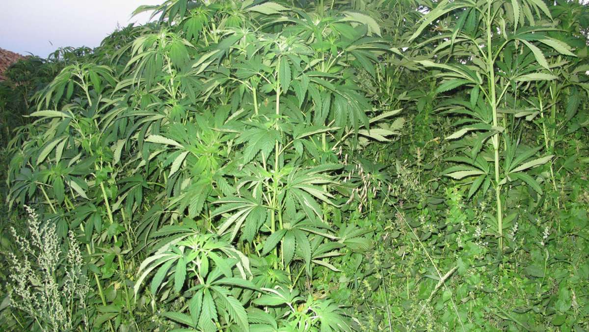 Kronach: Polizei erntet illegales Cannabisfeld ab