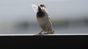 Natur: Stunde der Gartenvögel: Bevölkerung soll Vögel zählen