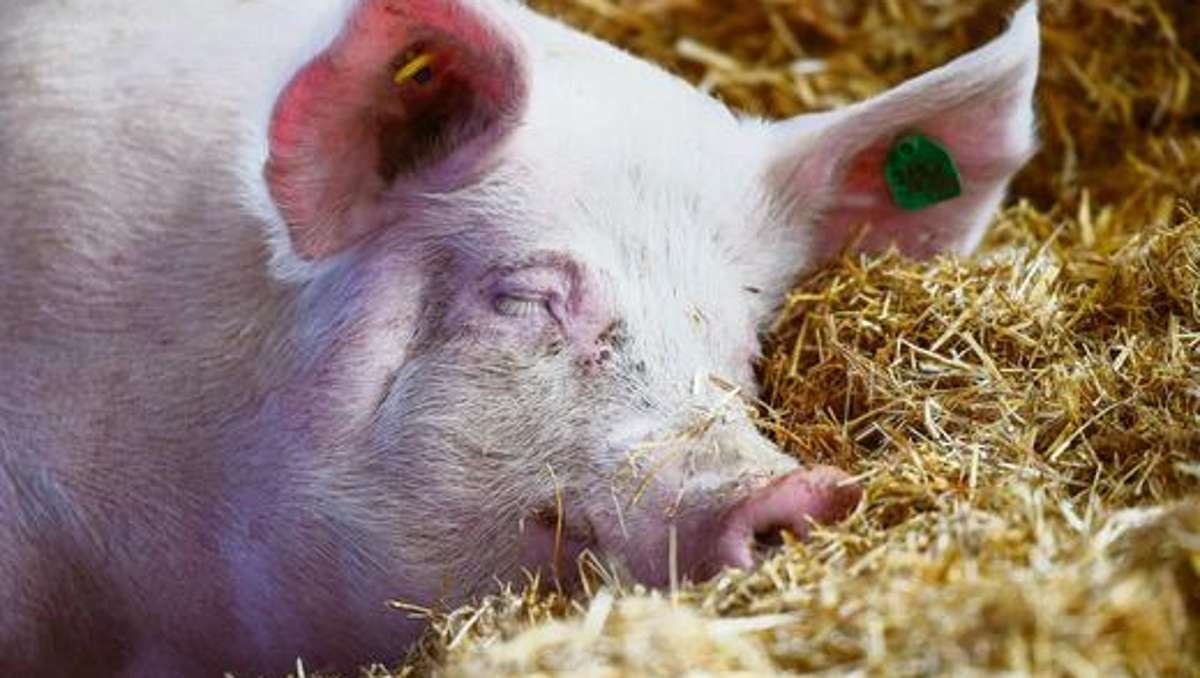 Aus der Region: Tierarzt setzt sich für bessere Schweinehaltung ein