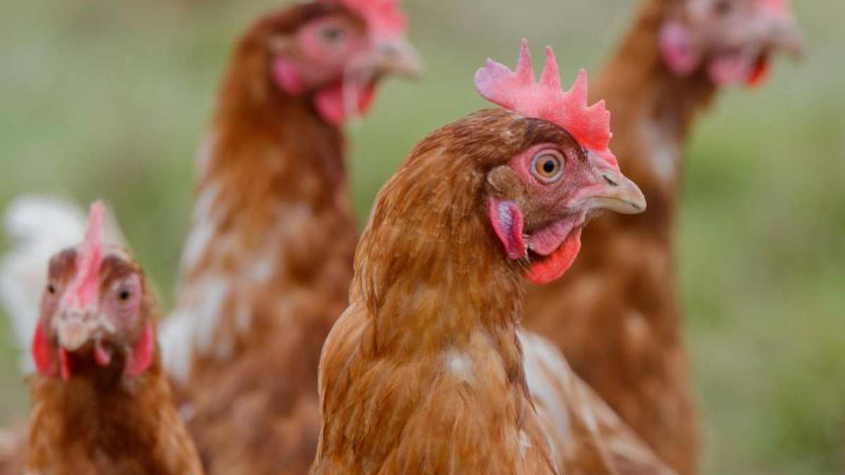 Kronach: Marktrodach: 50 Hühner tot im Stall
