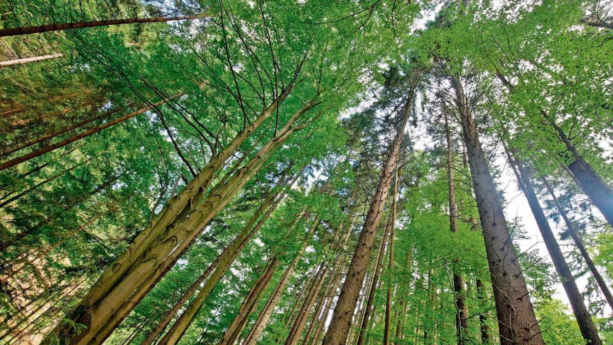 Kronach: Experte: Nationalpark passt nicht zu den Frankenwäldern