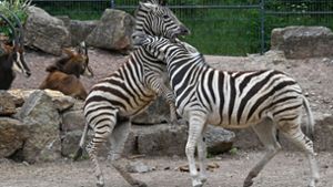 Thüringer Zoos machen steigende Kosten zu schaffen