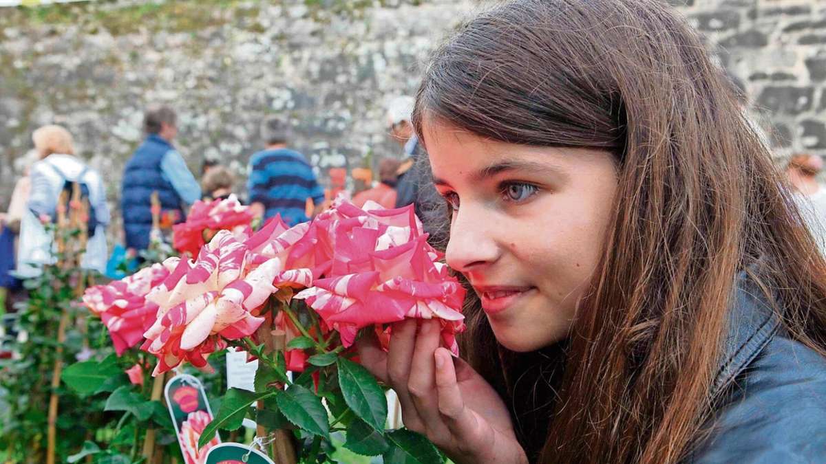 Kronach: Rosenmesse lässt die Festung erblühen