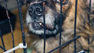 Tierschützer retten 31 Hunde