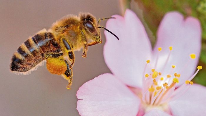 Anschlag auf Bienen erweist sich als Irrtum