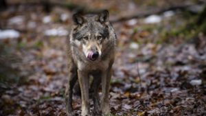 In die Fotofalle getappt: Ein Wolf bei Neuengrün?