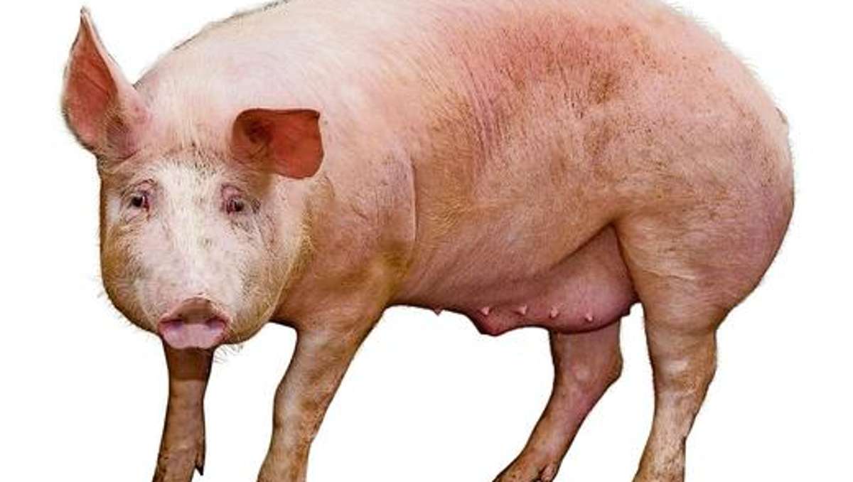 Kronach: Ein Schwein in der Plastiktüte