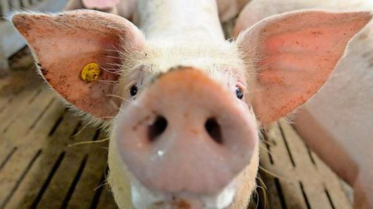 Kronach: Warum wickelt man ein lebendes Schwein in Plastik?