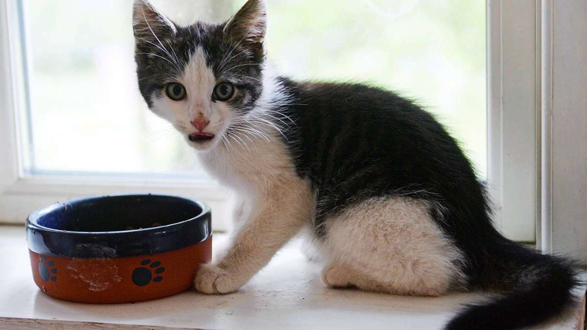 Rechtslage für Besitzer: Was man tun kann, wenn Nachbarn die Katze trotz Verbot füttern
