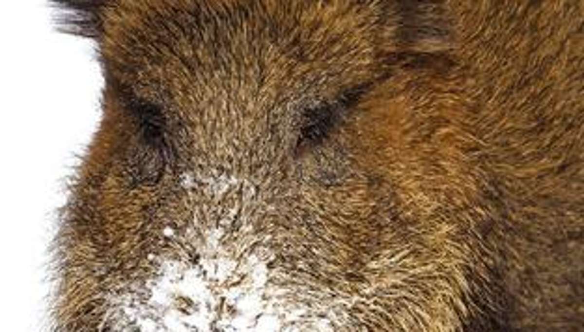Kronach: Wildschwein-Plage wird schlimmer