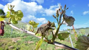 Wetter: Weininstitut erwartet nach Spätfrost nur kleinen Preissprung