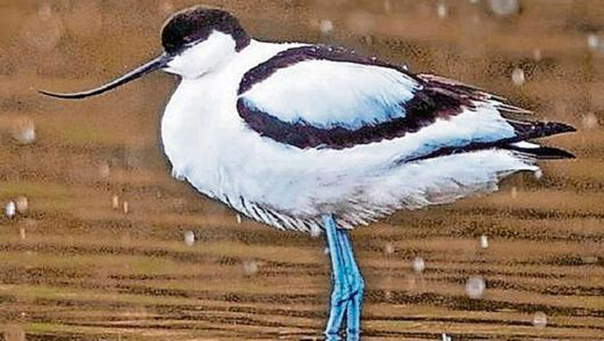 Coburg: Küstenvogel verirrt sich ins Maintal