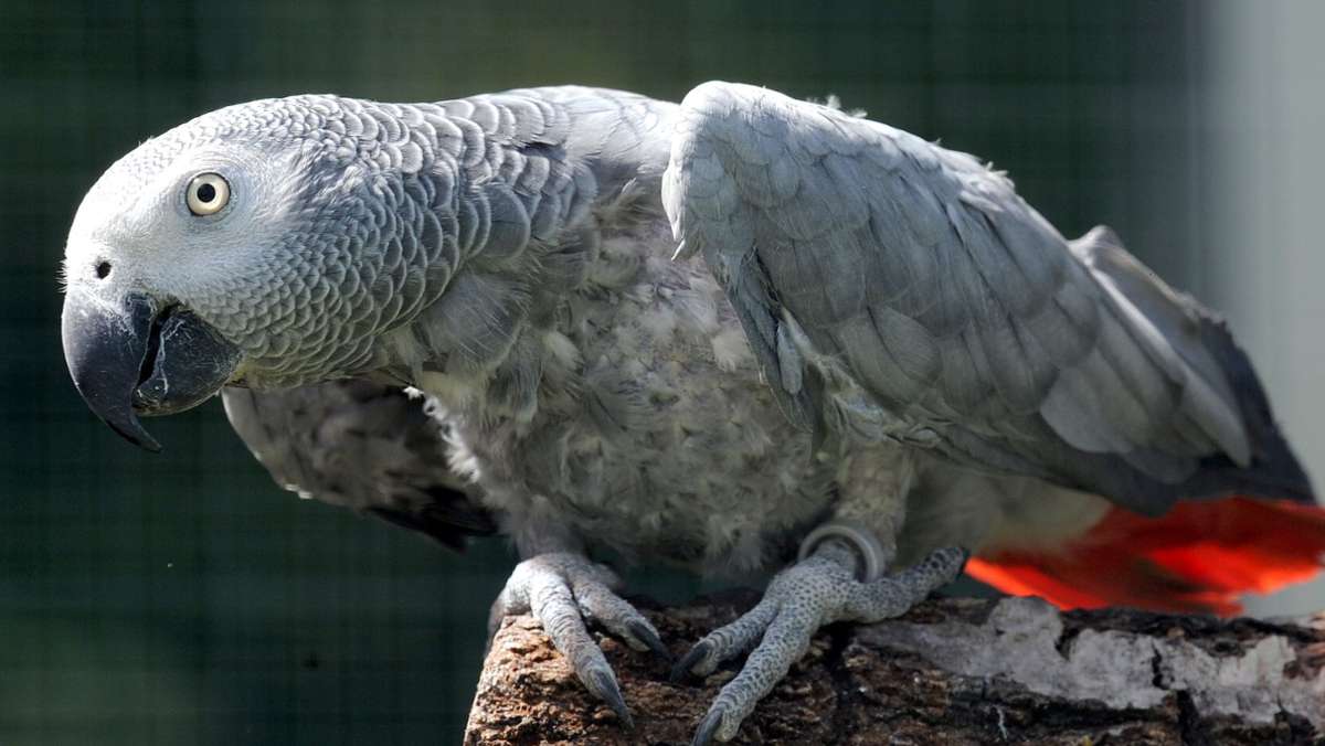 Brutale Tierquälerei in England: Papagei qualvoll getötet - Haft für zwei Frauen