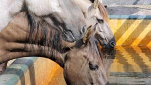 Ermittlungen zu Pferdequälerei: Polizei bildet Arbeitsgruppe