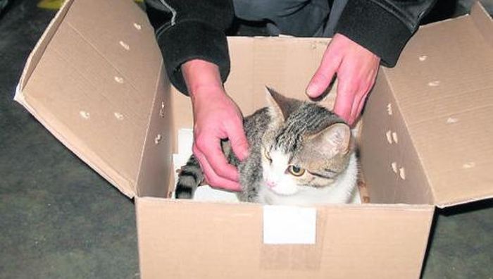 Im Karton sitzt eine kleine Katzendame