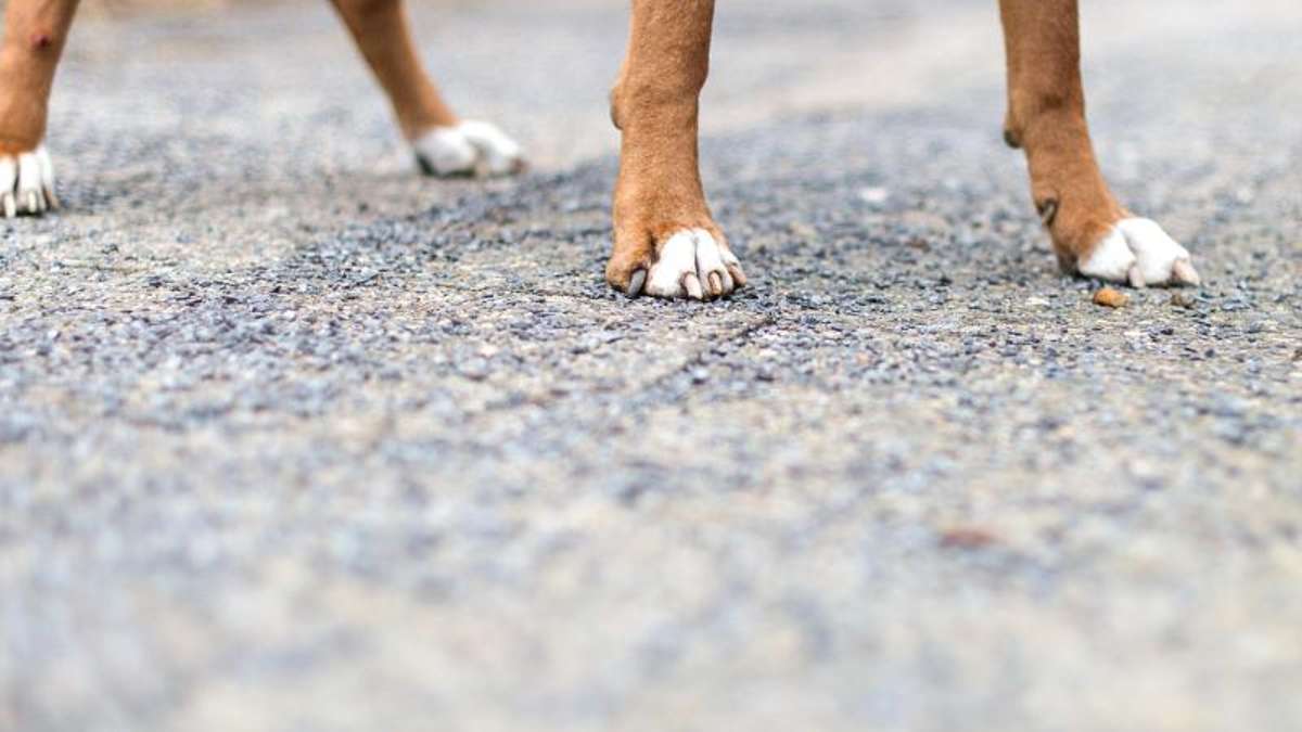Lichtenfels: Fußgängerin will ihre Hunde schützen und wird von Auto gestreift