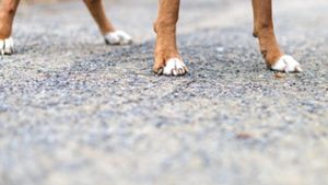 46-Jähriger von Hund gebissen und verletzt