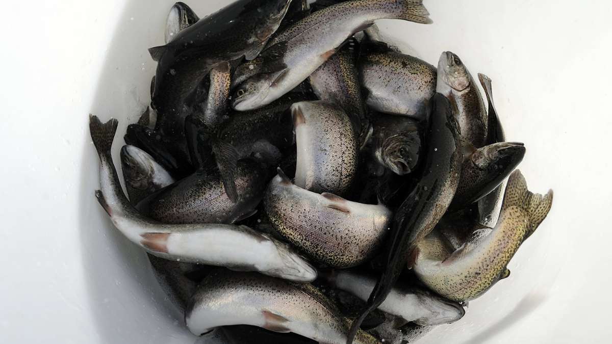 Lichtenfels: 100 Kilogramm lebende Forellen gestohlen