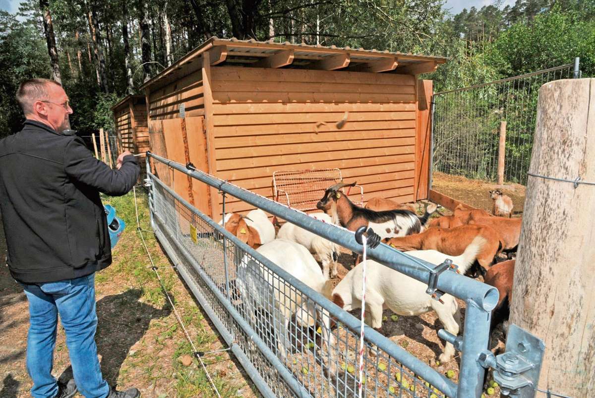 Kontrollbesuch bei seinen tierischen "Mitarbeitern": Die Ziegen und Kamerunschafe von Volker Hager sollen die Verbuschung auf dem Areal der kleinen Roten Tongrube eindämmen.
