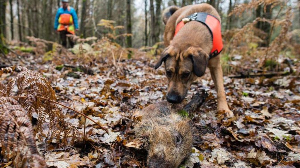 Drei Wochen nach Ausbruch: Nur noch 42 Kilometer: Schweinepest kommt immer näher