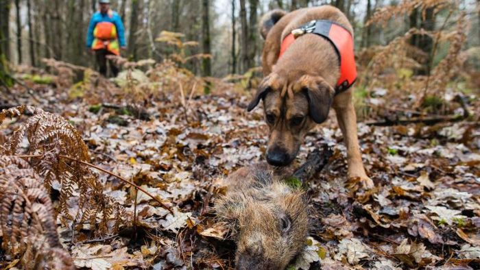 Nur noch 42 Kilometer: Schweinepest kommt immer näher