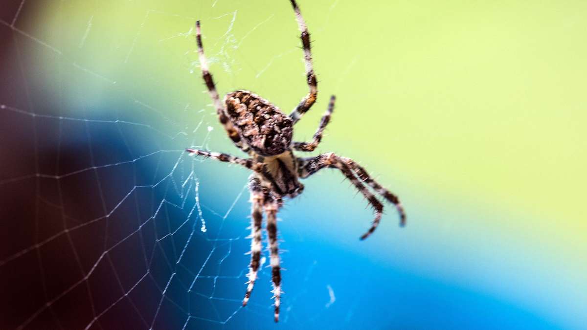 Kronach: Spinne löst Unfall aus