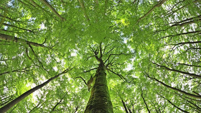 Baum des Jahres 2022: Die Buche leidet auch in Coburg