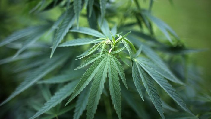 Polizei entdeckt Marihuana-Plantage 
