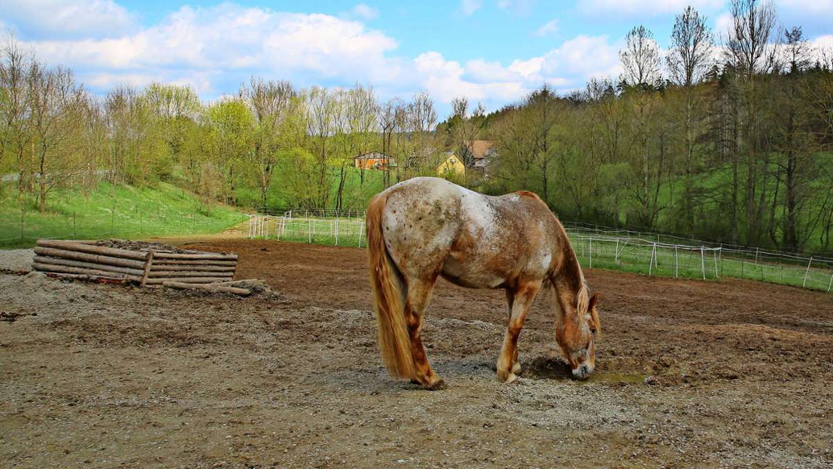 Streit in Ahorn: Nur zehn Pferde sind erlaubt