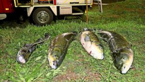 Hunderte tote Fische im Baggersee
