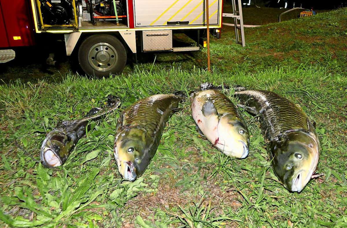 Ein Waller (links) und drei Graskarpfen waren die größten Fische, die dem Sauerstoffmangel zum Opfer fielen.