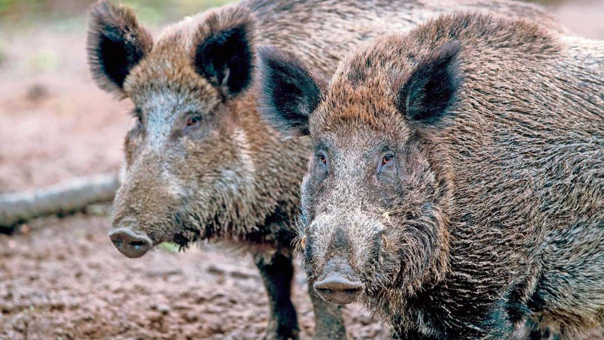 Bamberg: Zittern vor der Schweinepest