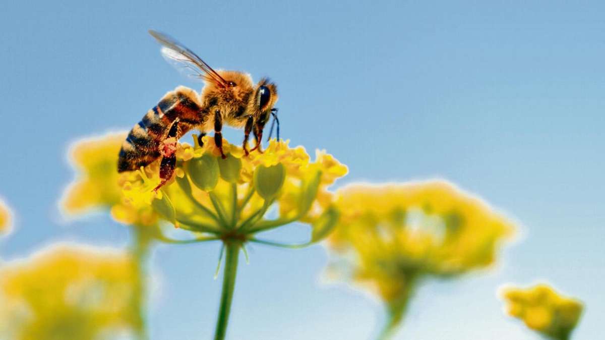 Kronach: Landwirte lehnen Bienen-Votum ab