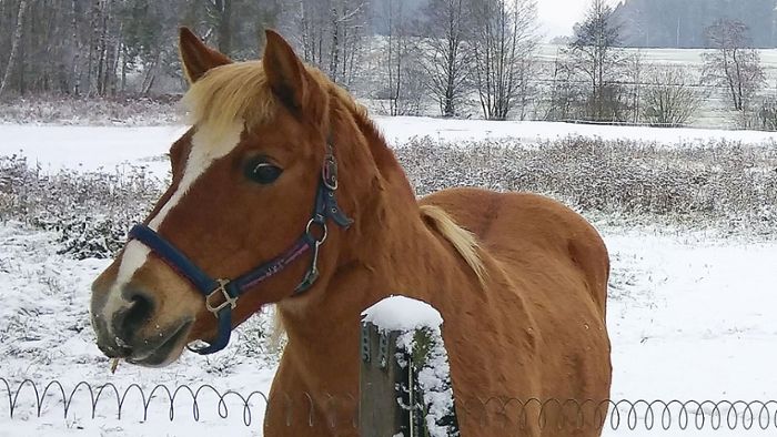 Mitwitzer Pferderipper: 3000 Euro Belohnung für Hinweise