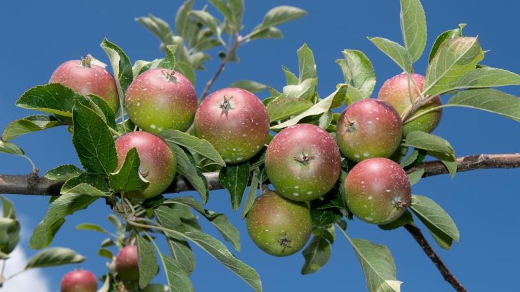 Erzeuger unter Druck: Geringere Apfelernte wegen Frost und Hagel befürchtet