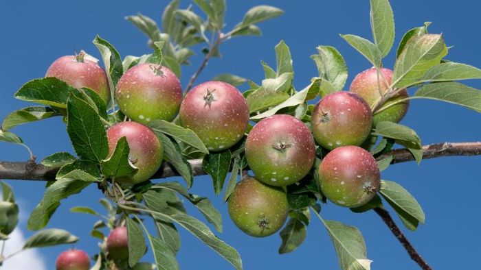 Geringere Apfelernte wegen Frost und Hagel befürchtet
