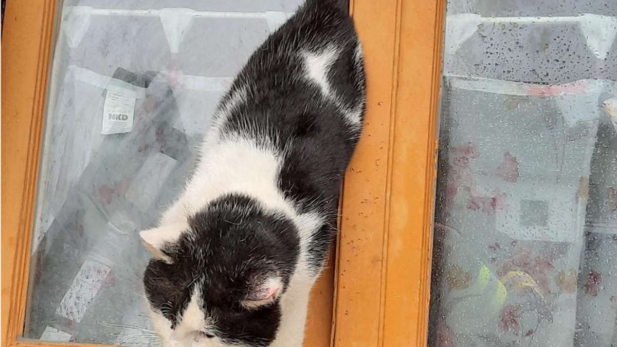 Gekipptes Fenster wird zur Falle: Feuerwehr rettet eingeklemmte Katze