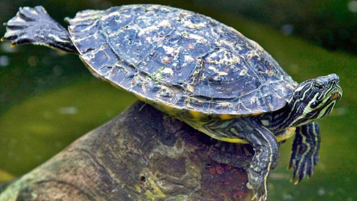 Coburg: Eine Schildkröte im Goldbergsee