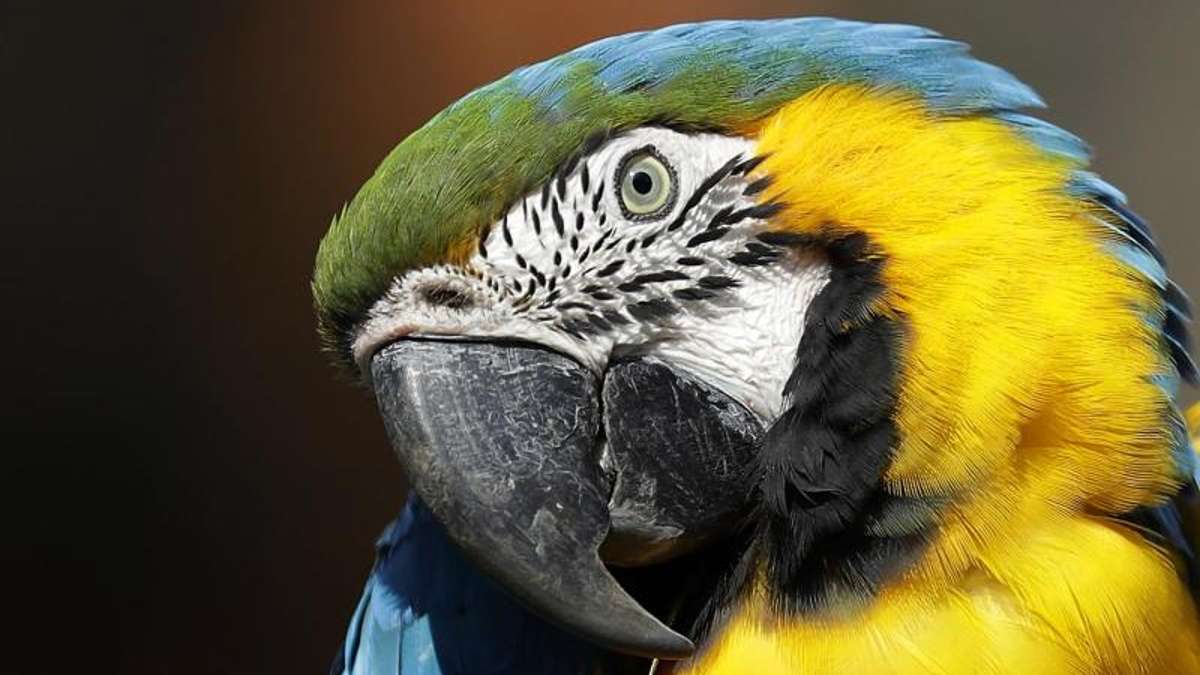 Aus der Region: Schläge: 32-Jähriger hält Papageienlaute für Kinderschreie