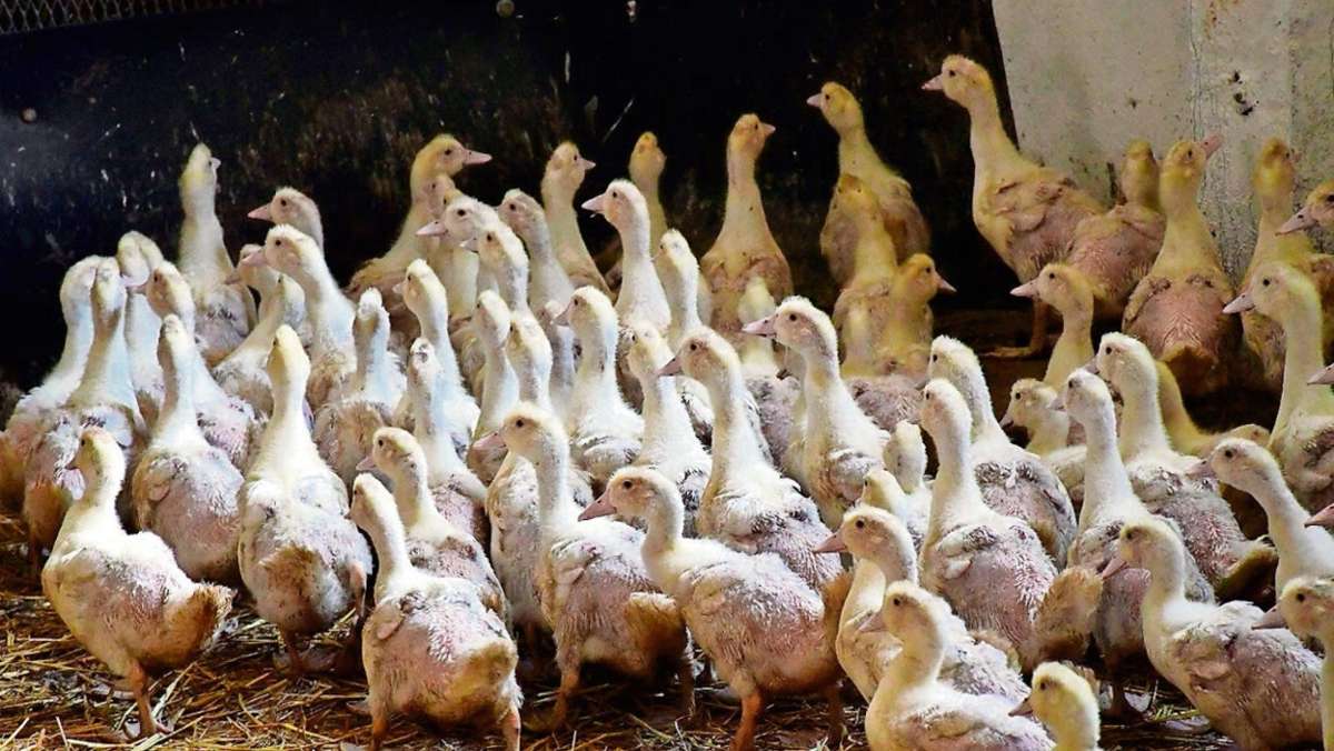 Untersiemau: Hühnerstall bleibt in der Diskussion