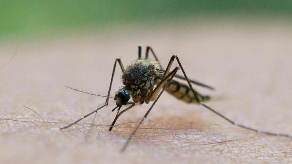Trotz guter Bedingungen: Expertin sieht keine Mückenplage in Deutschland
