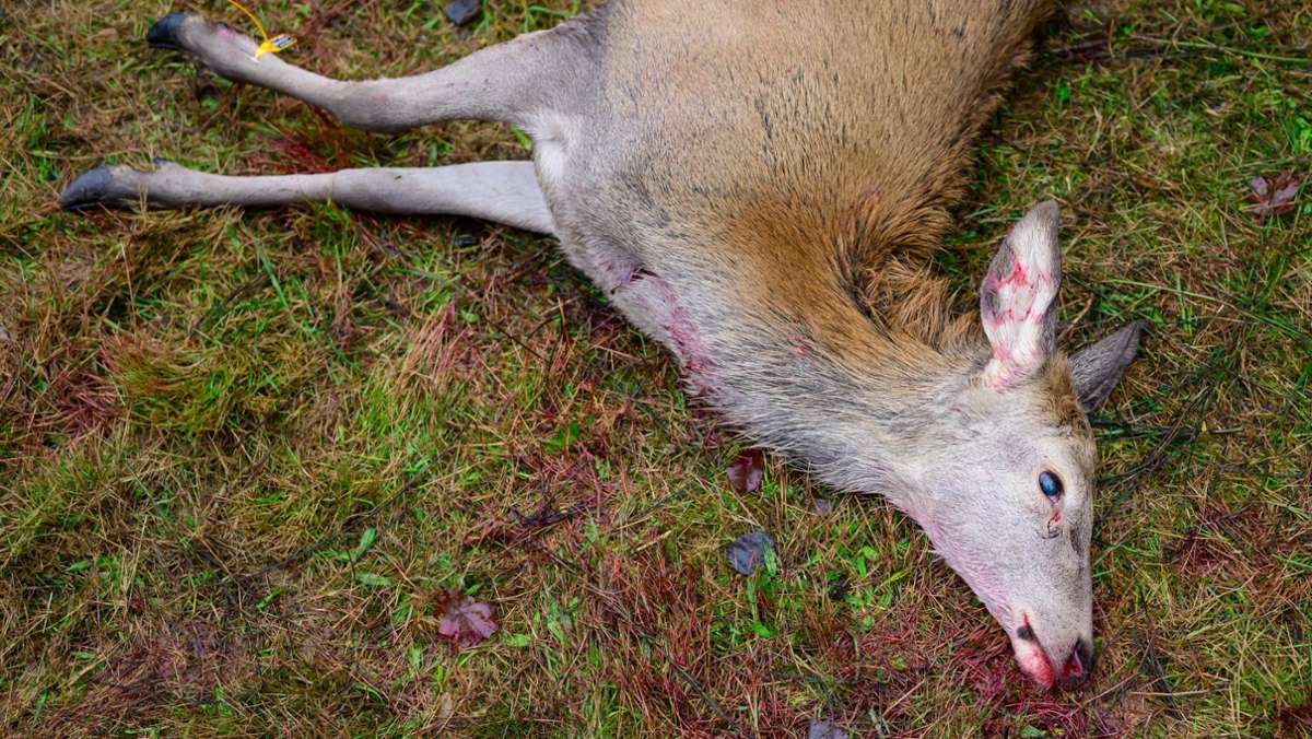 Tierschutz: Rotwild trotz Schonzeit erschossen