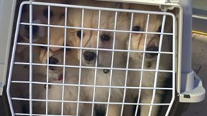 Erneut illegaler Hundetransport gestoppt