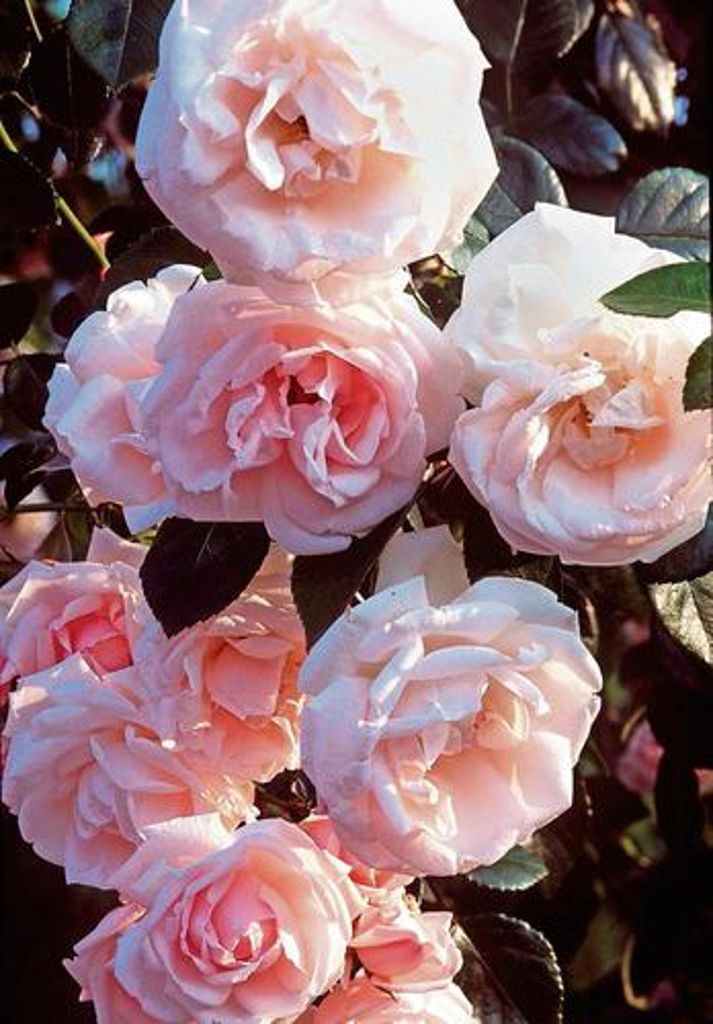 Eine Rose aufblühen zu sehen, gehört zum Schönsten, was der Garten bietet. Hier ist die Kletterrose "New Dawn" zu sehen, eine besonders frostharte Sorte. 	Foto: Nickig/dpa Quelle: Unbekannt
