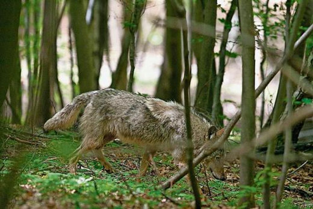 In der Nähe des Truppenübungsplatzes Ohrdruf in Thüringen wurde im Mai dieser junge Wolf gesichtet. Quelle: Unbekannt