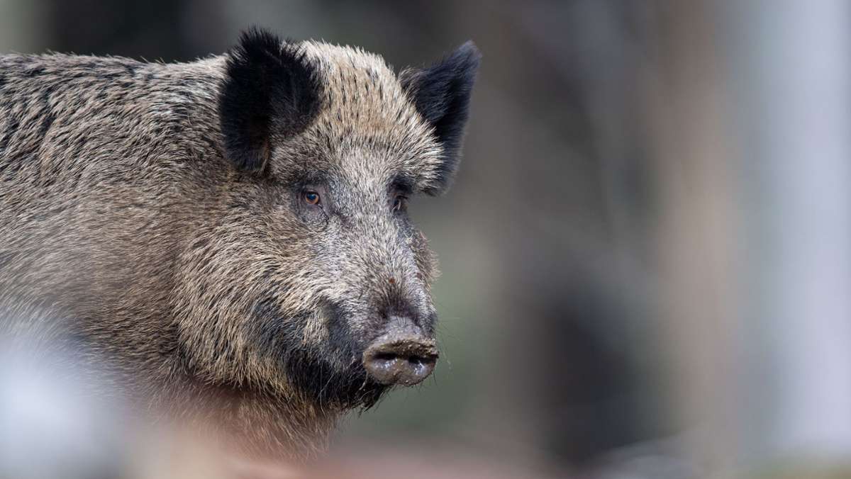 Hoher Schaden: Wildschweinrotte läuft vor Auto, Tier stirbt