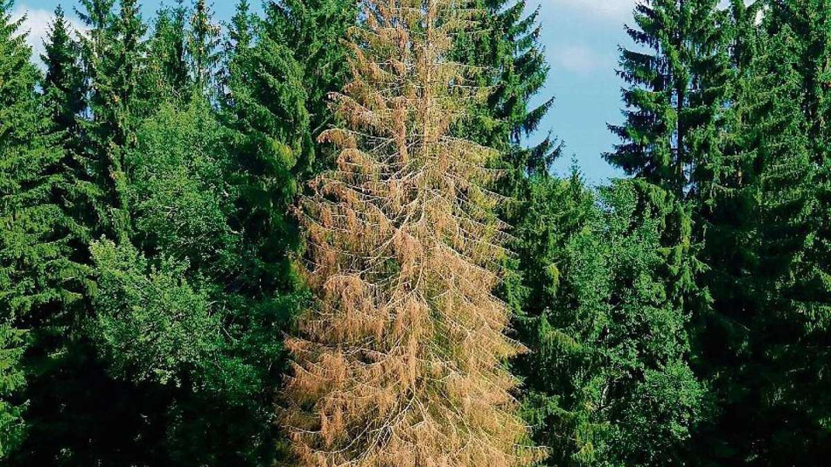 Nordhalben/Rodacherbrunn: Petition gegen Wald-Stilllegung