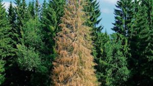 Petition gegen Wald-Stilllegung