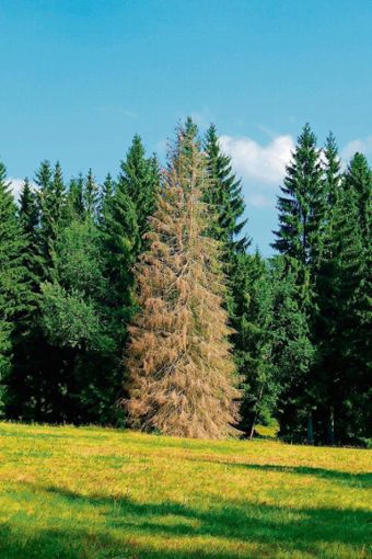 Ein befallener Baum im Fichtenwald: Die Initiatoren der Petition gegen eine Wald-Stilllegung machen nun mobil. Quelle: Unbekannt